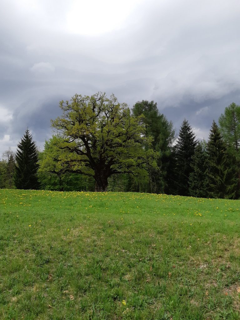 Il vecchio e/è l’albero