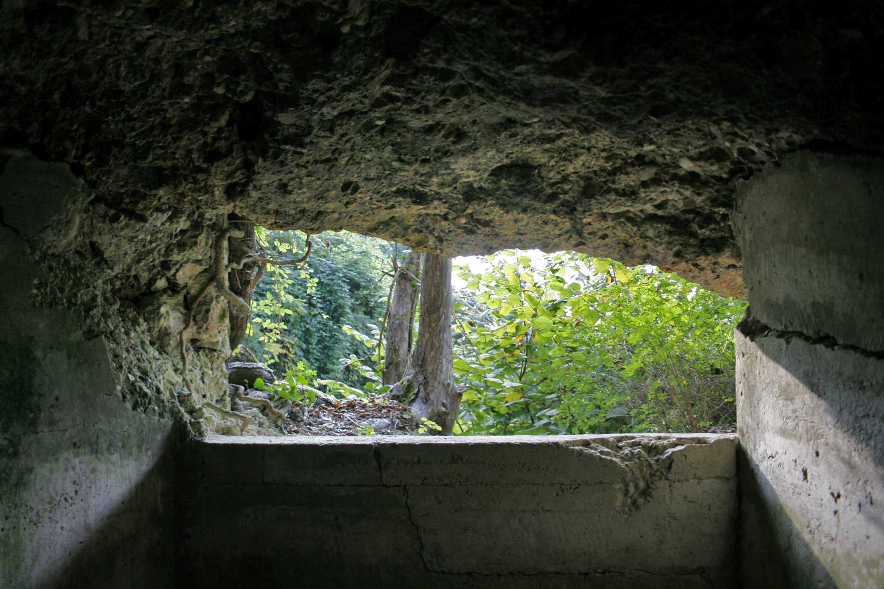 Punti di vista negati: vegetazione spontanea cresciuta di fronte a un bunker italiano sul Montello.