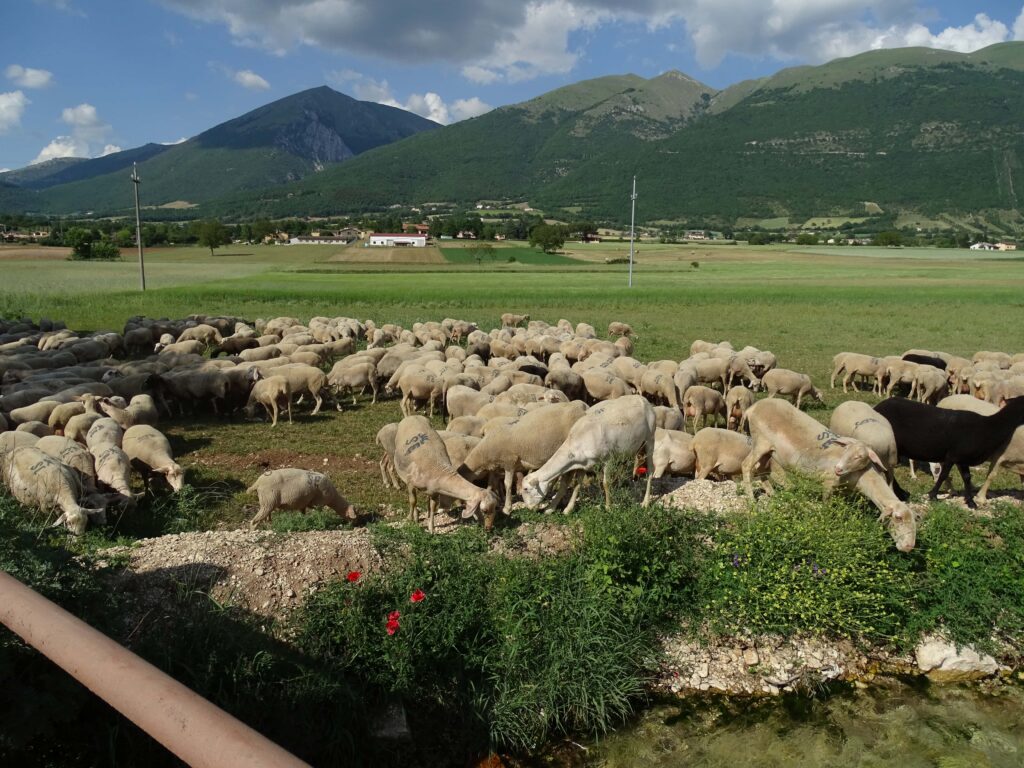 Manuale di sopravvivenza per turisti rumorosi e montanari diffidenti. Immagine con greggi di pecore